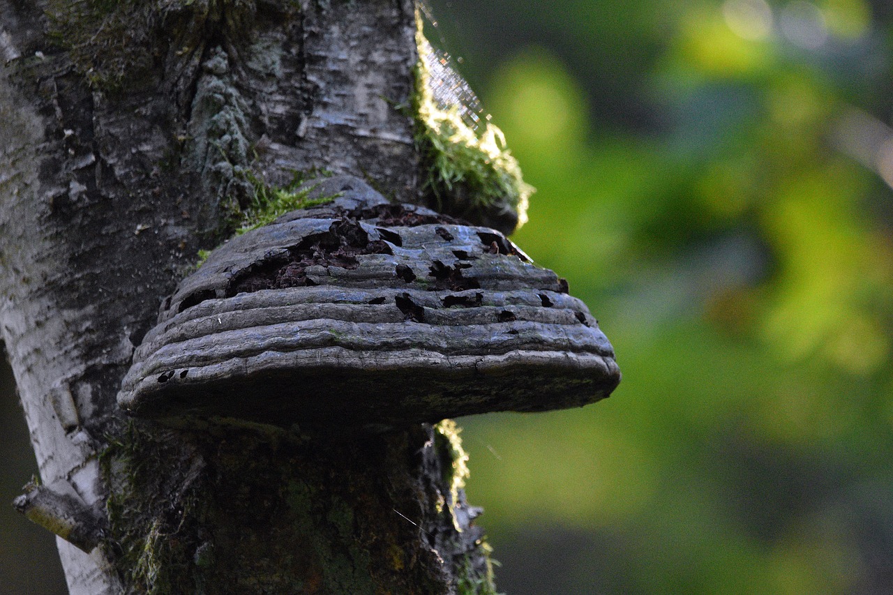 香烟含有致癌化学物质是真的吗?