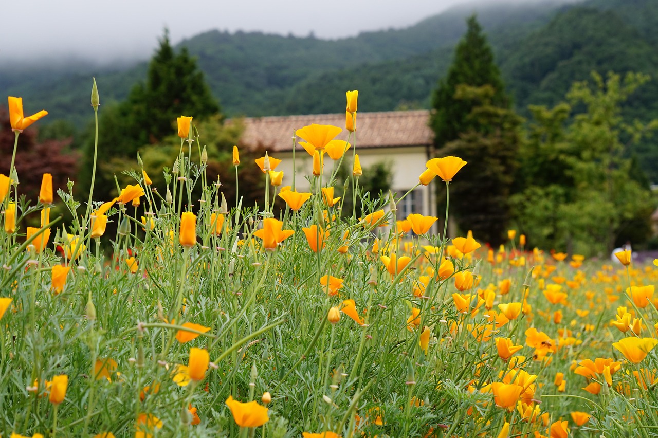 实名手机卡买卖：滨江教育app详情下载教程