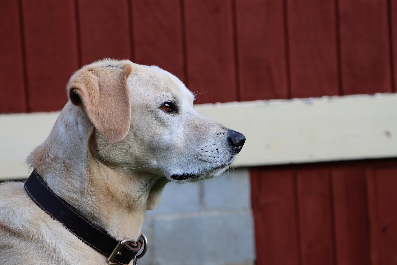 如何优化网站结构和布局