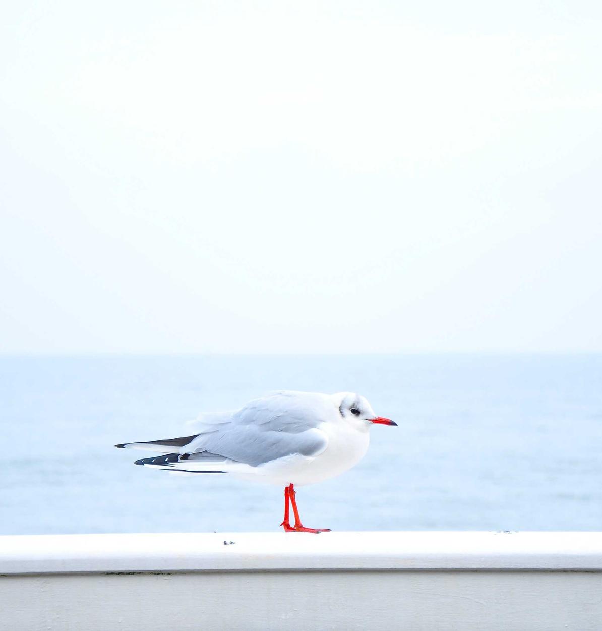 纯流量卡免实名：首尔代理注册公司